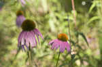 Eastern purple coneflower